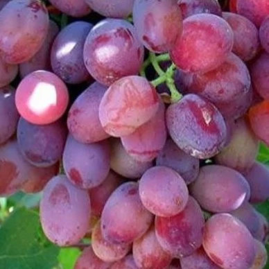 نهال انگور صاحبی قرمز