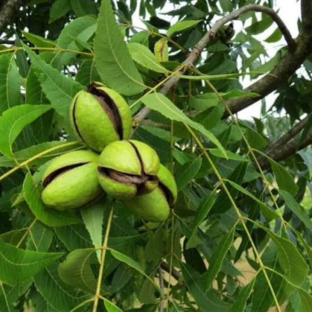 نهال گردو پکان 5 ساله سایز بزرگ