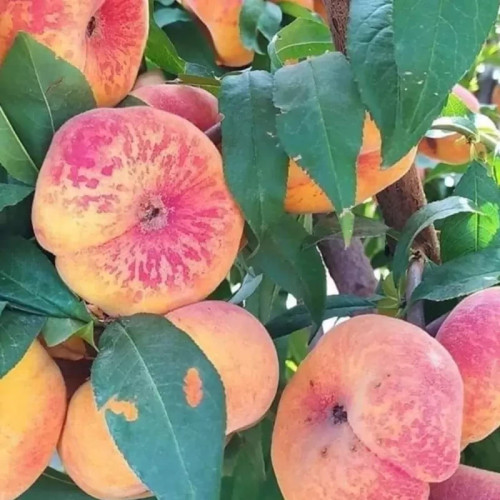 نهال هلو پلنگی