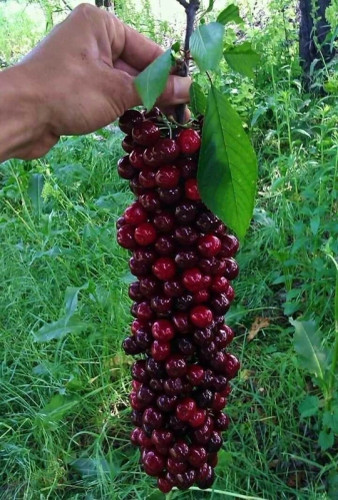 نهال آلبالو مونت مورانسی