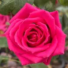 نهال گل رز هلندی قرمز