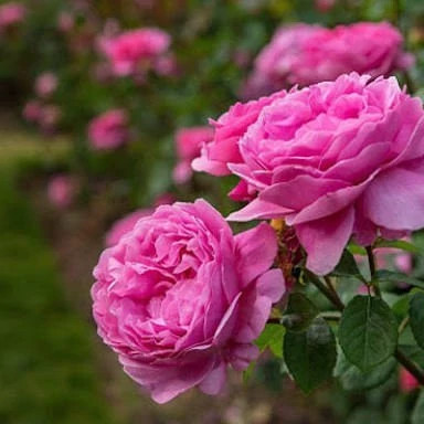 نهال گل محمدی بدون خار اذرنهال سبز