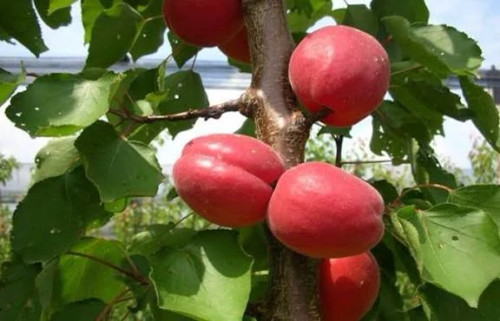 نهال زرد الو قرمز تبرزه