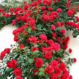 نهال رز بالا رونده