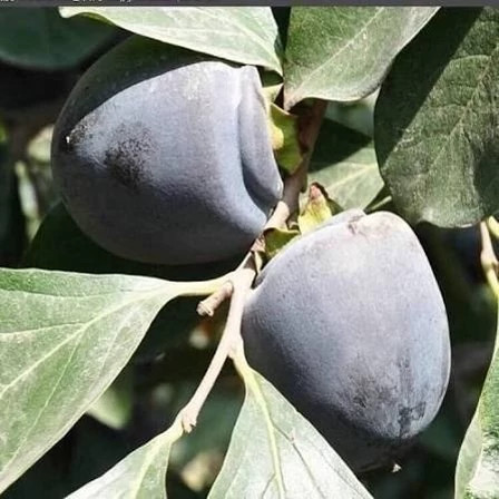 نهال خرمالو سیاه آذرنهال سبز