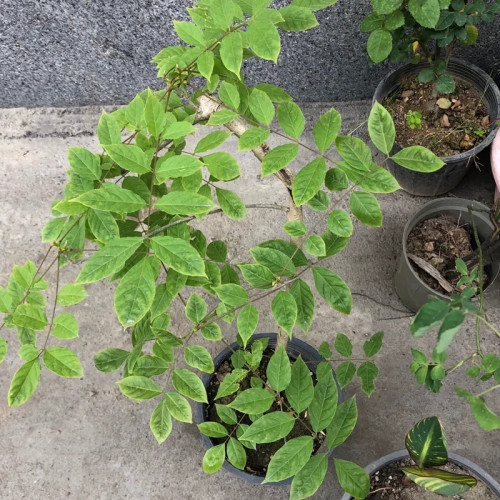 نهال گلیسین سفید ژاپنی