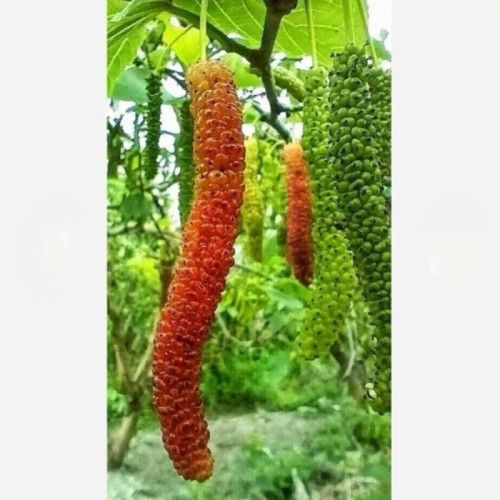 نهال توت موزی سیاه آذرنهال سبز