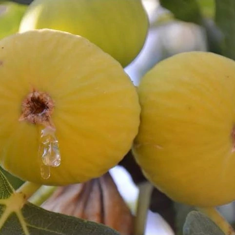 نهال انجیر زرد عسلی