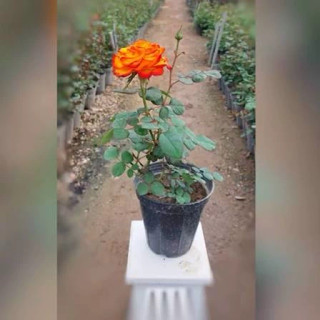 نهال رز نارنجی هلندی