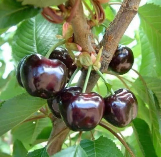 نهال گیلاس سیاه