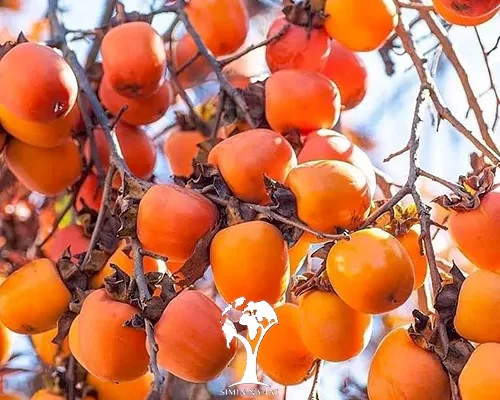 نهال خرمالو 4 ساله سایز بزرگ