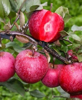 نهال سیب توسرخ