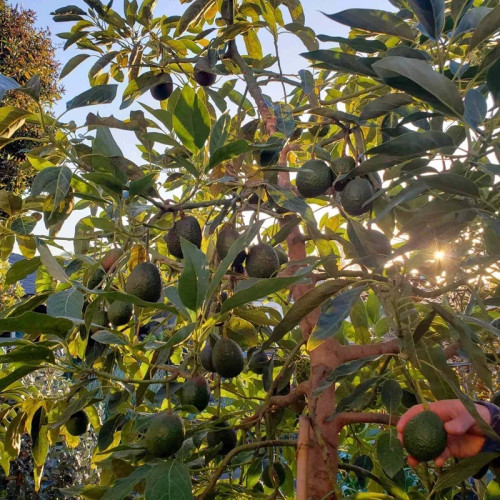 نهال آووکادوو بنفش پیوندی