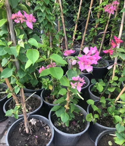 نهال گل کاغذی صورتی