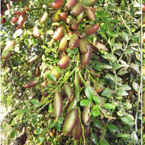 نهال لیمو خاویاری یا لیمو انگشتی