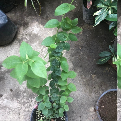 نهال بلوبری اونیل