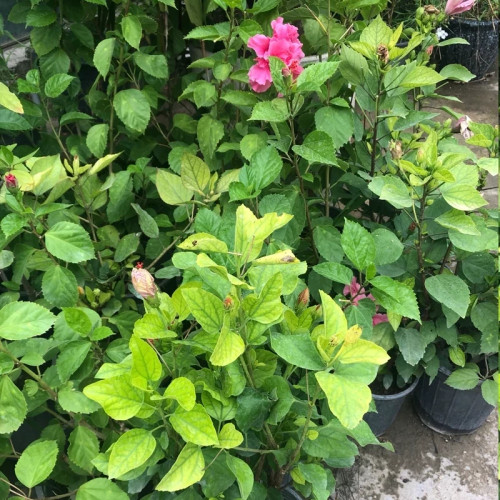 نهال گل ختمی صورتی پرپر