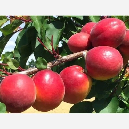 نهال زردالو تبرزه