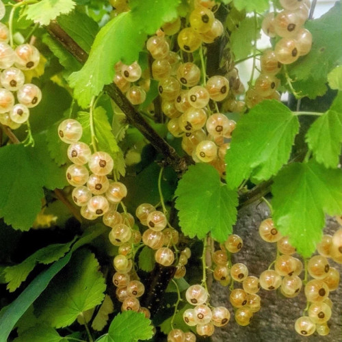 نهال انگور نروژی درختی سفید