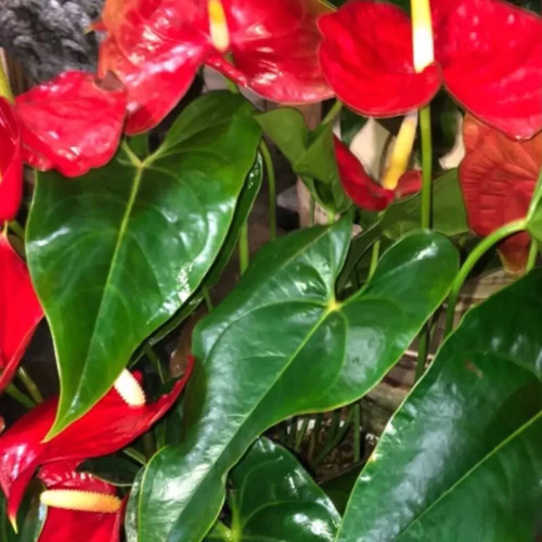 بوته آنتوریوم