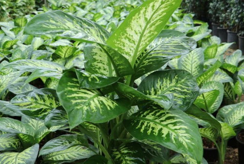 نهال گل دیفن باخیا