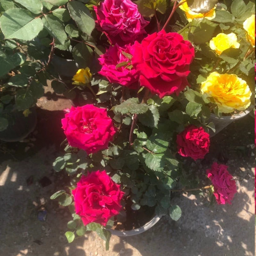 نهال رز صورتی فر