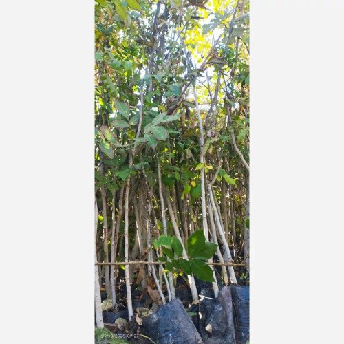 نهال گردو چهار ساله