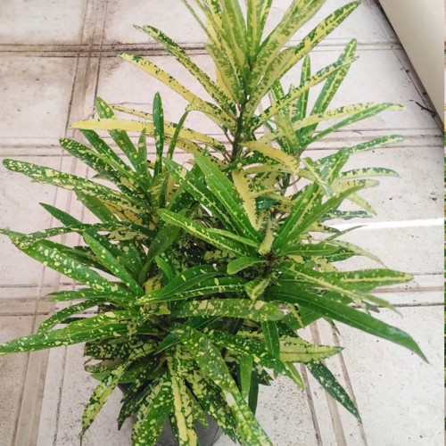 نهال اکوبا کروتن