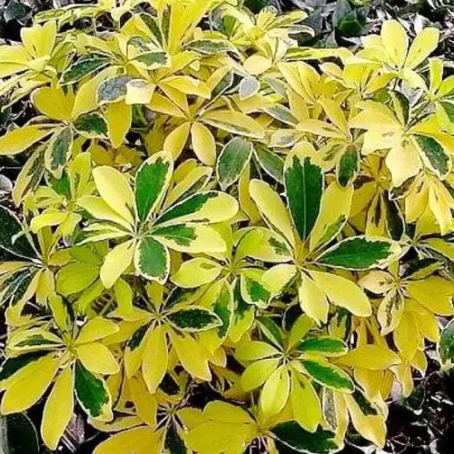 نهال شفلرا طلایی