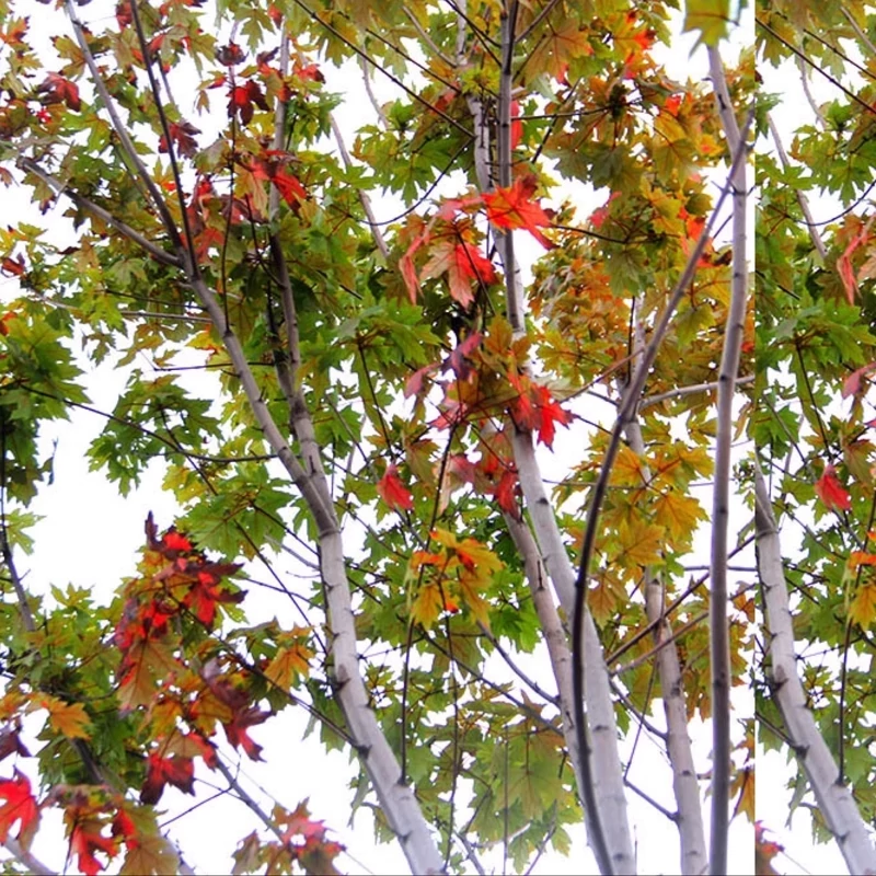 نهال افرا قندی