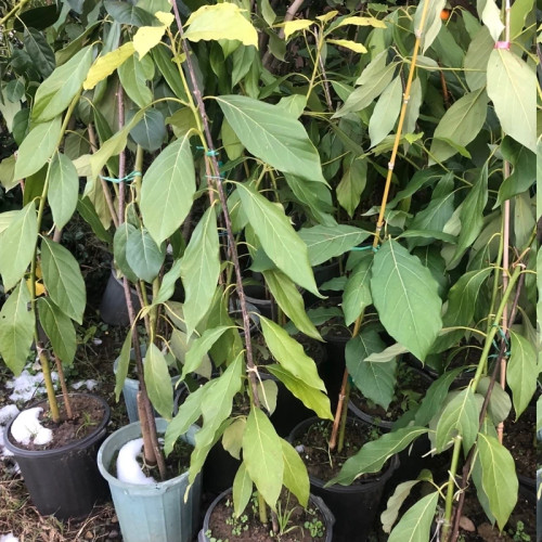 نهال آووکادو بیکن پیوندی