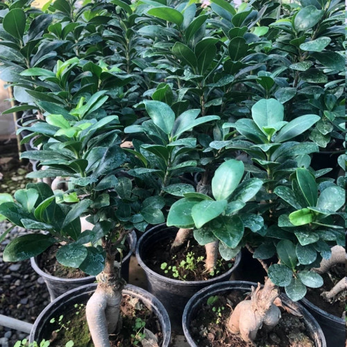 بونسای فیکوس