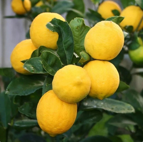 نهال لیمو پرشین لایم