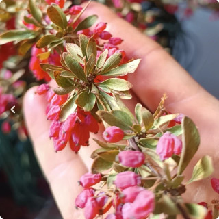 نهال زرشک پفکی بیدانه