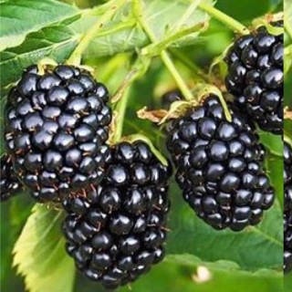 نهال بلکبری درشت